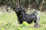 PETIT CHIEN LION 245